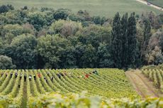 Champagne harvest 2024