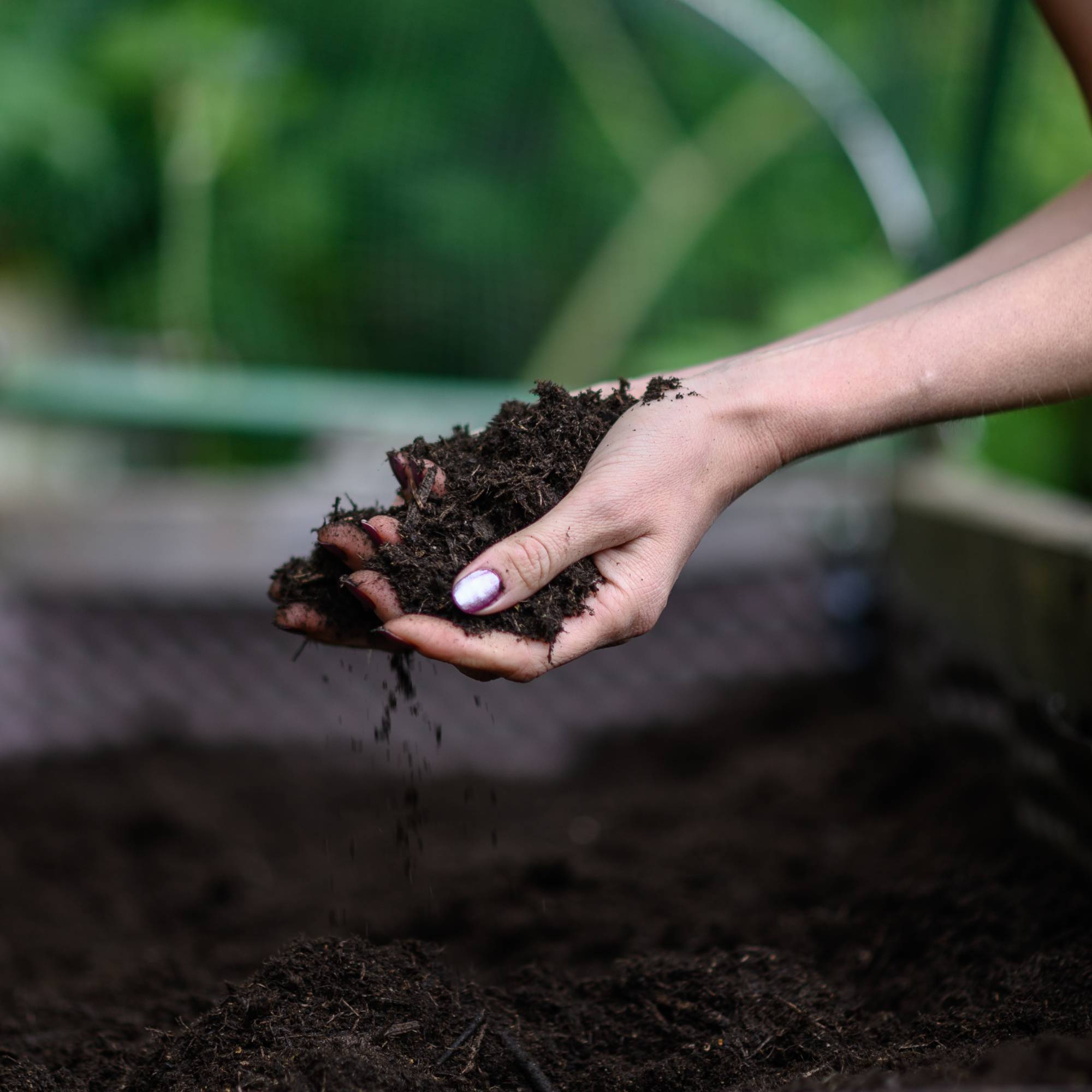 A woman's hands holding soil over a raised garden bed