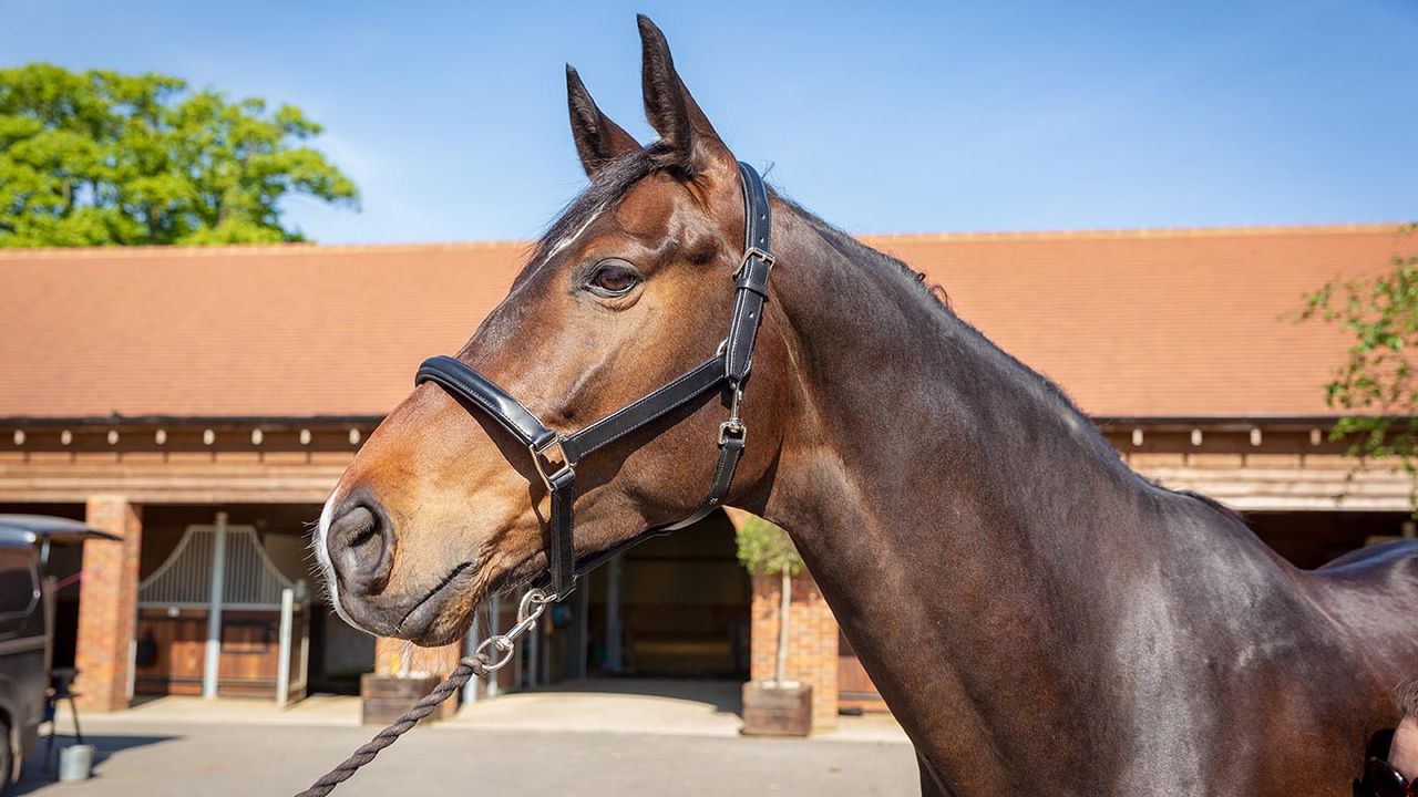D&ouml;bert classic leather headcollar review