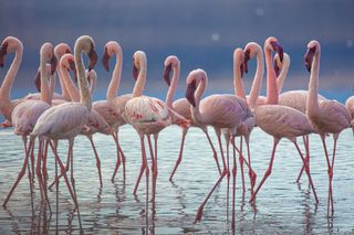 'The Mating Game' follows flirty flamingoes in the Great Rift Valley of East Africa.