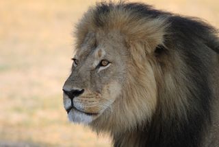Cecil the lion.