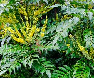 Close-up of the yellow rosettes of Mahonia x Media "Buckland"