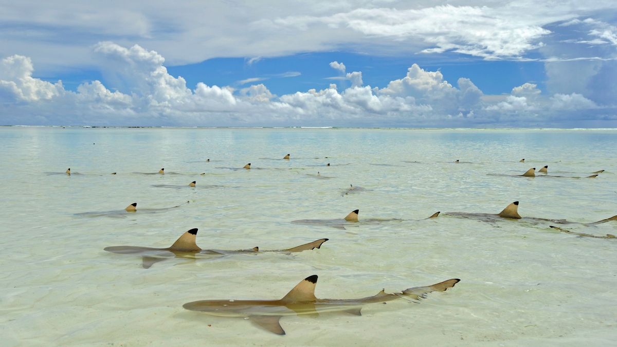 © Thomas Peschak, Wildlife Photographer of the Year