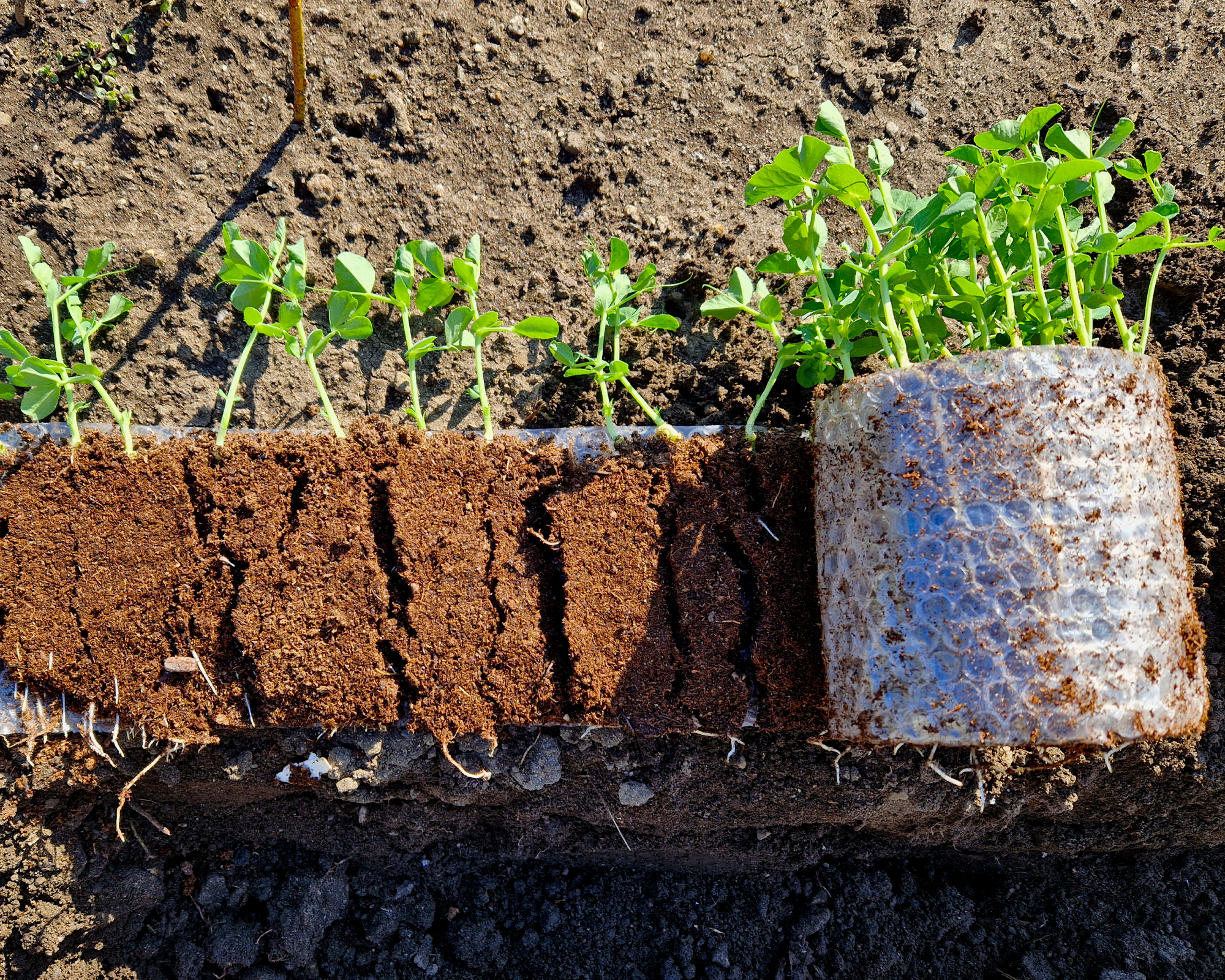 unrolled seed snail in garden