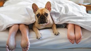 Dog in bed next to owners&#039; feet