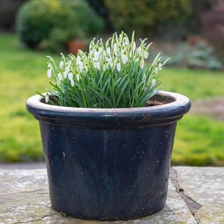 Snowdrops growing in pot on patio