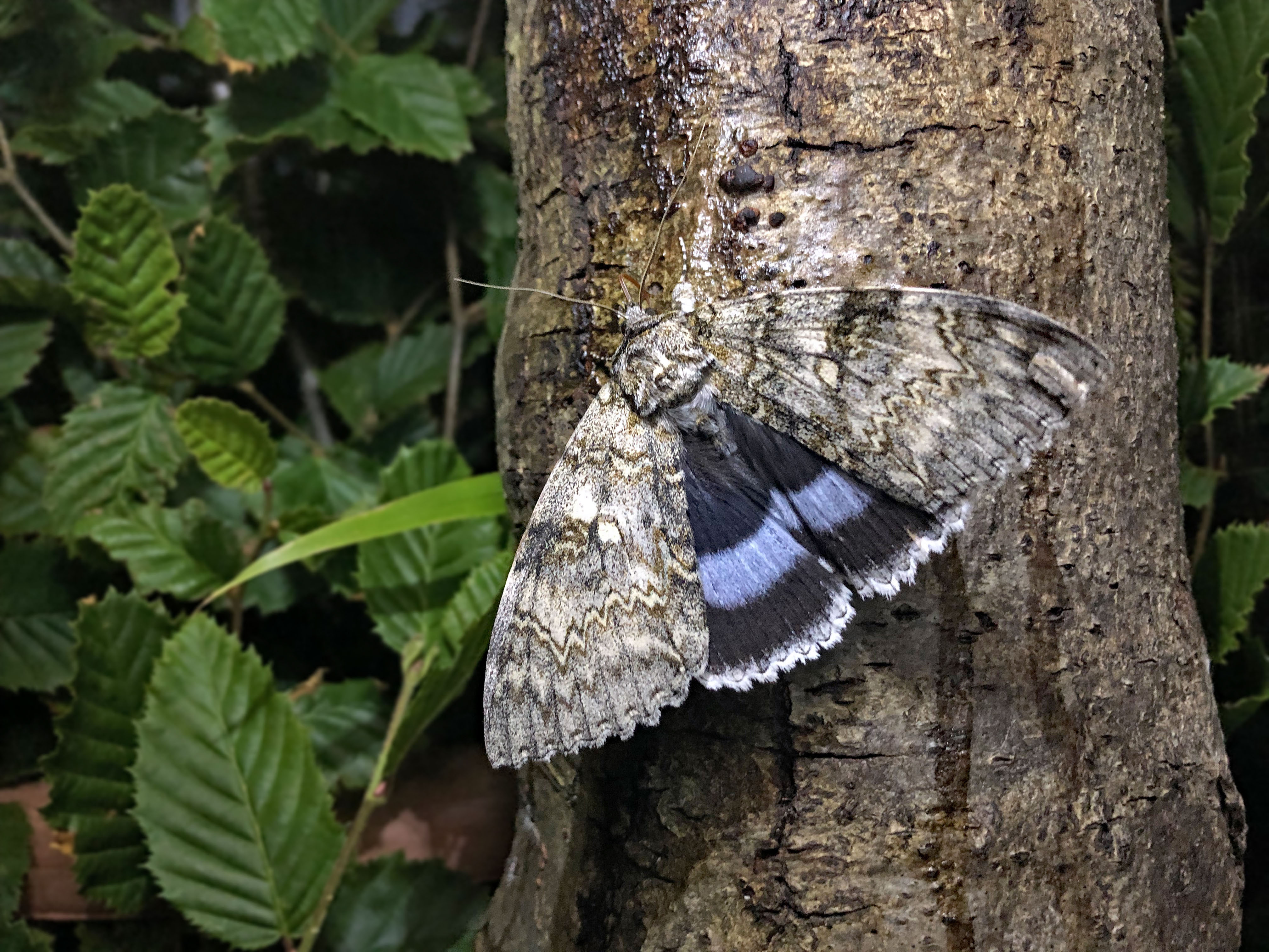 Clifden Nonpareil moth on a tree