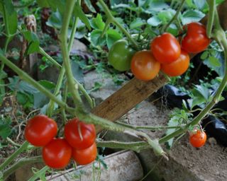 close up of red tomato plant