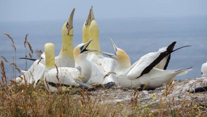 Nigel the gannet