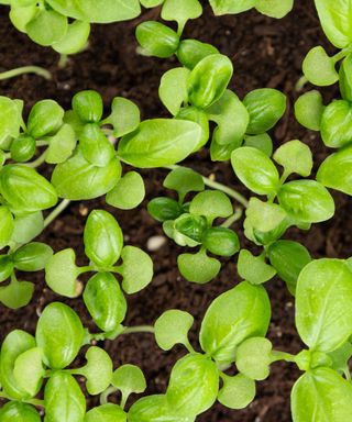 young basil seedlings in soil