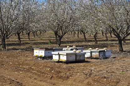 Bees Pollinating Almond Trees