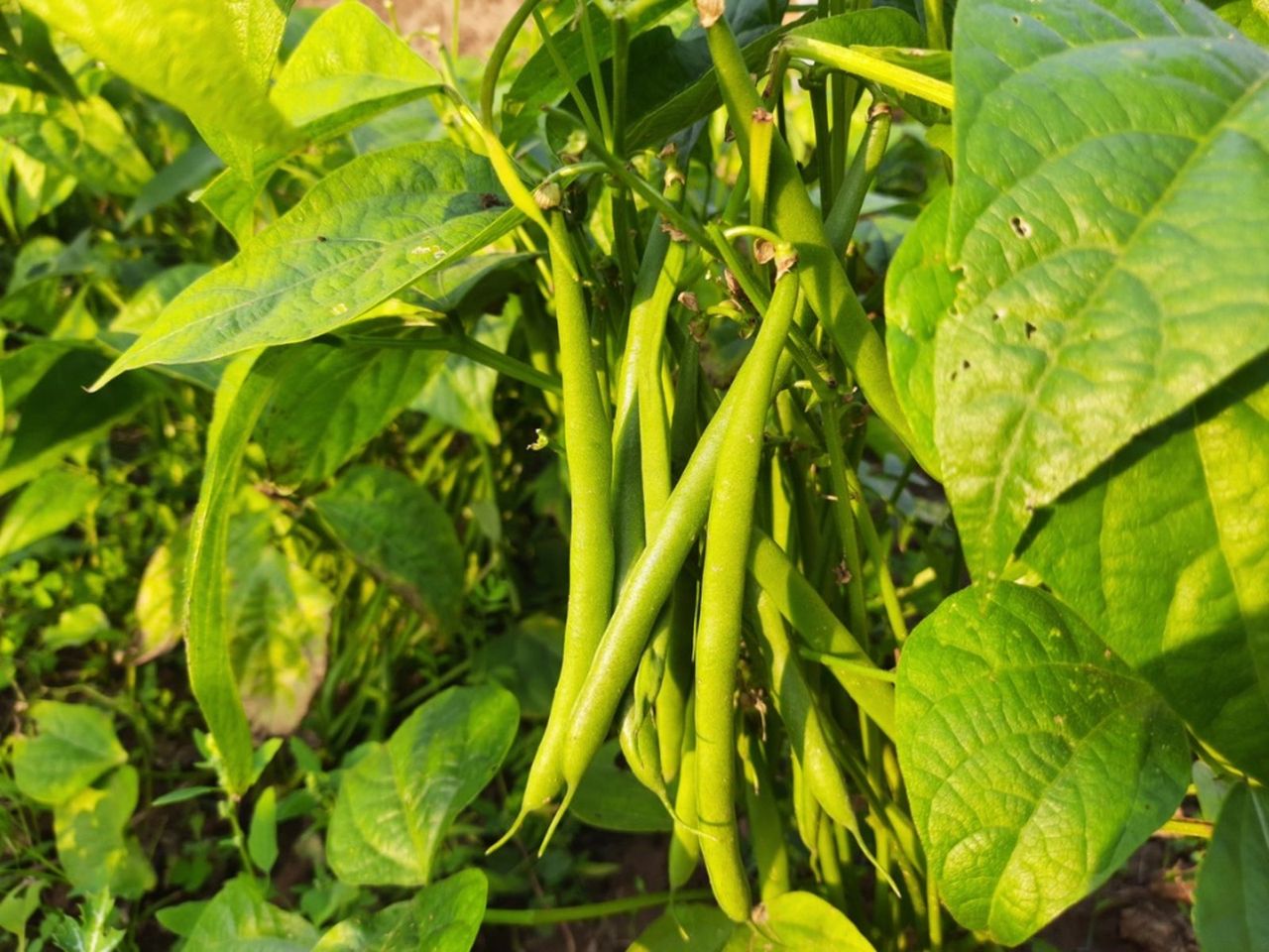 Green Beans Growing In The Garden