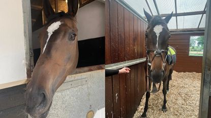 Photos of real brown racehorse Jax Belle