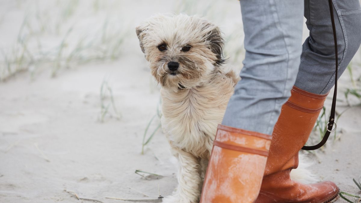 Dog on the beach