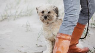 Dog on the beach