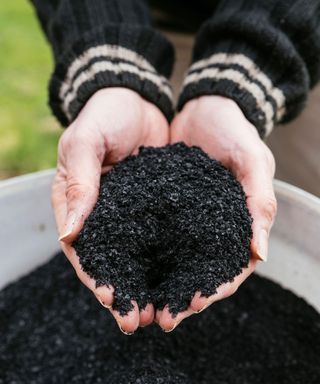biochar material cupped in hands