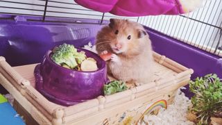 Hamster eating broccoli inside cage