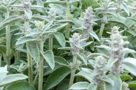 Stachys Byzantina, providing catharsis in its removal. Credit: Getty