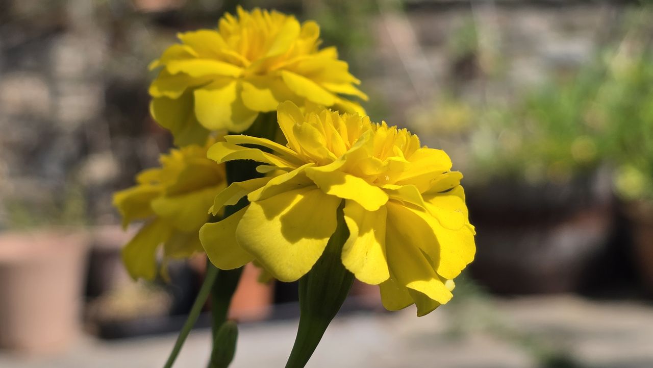 A camera sample taken on the Samsung Galaxy Z Fold 8 Ultra, showing some yellow flowers.