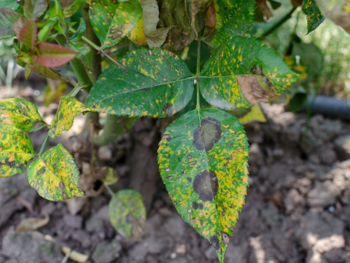 Roses And Rust: How To Treat Rose Rust | Gardening Know How