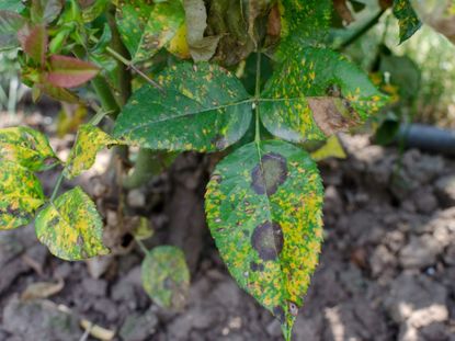 Rose Rust Disease Spots On Rose Bush Leaves