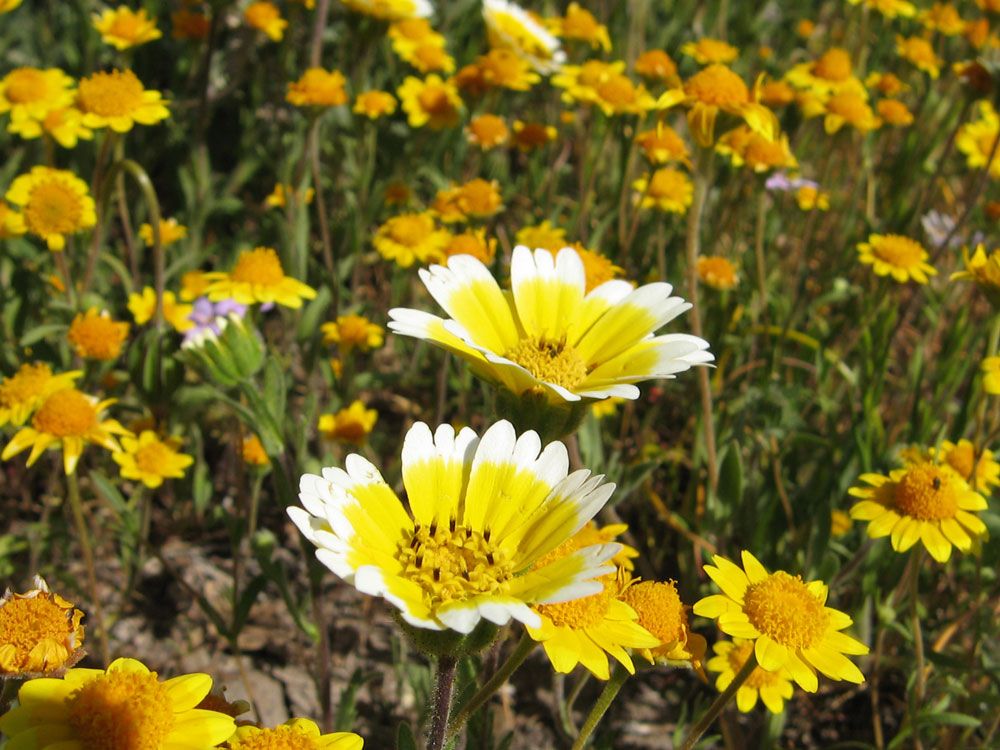 California Annual Flowers