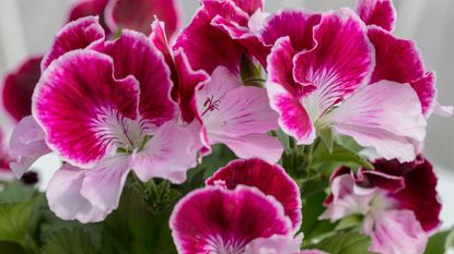 pink flowers on a pelargonium