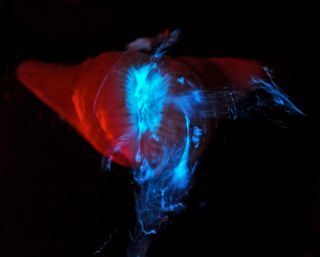 Sea-anemone-glowing.jpg: Bioluminescent mucus secreted from the venus fly trap anemone (Actinoscyphia sp.).