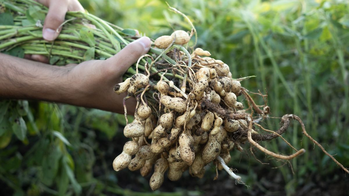 A person holds a mature peanut plant, this is a close-up view of the peanut part of the plant that grows below the ground.