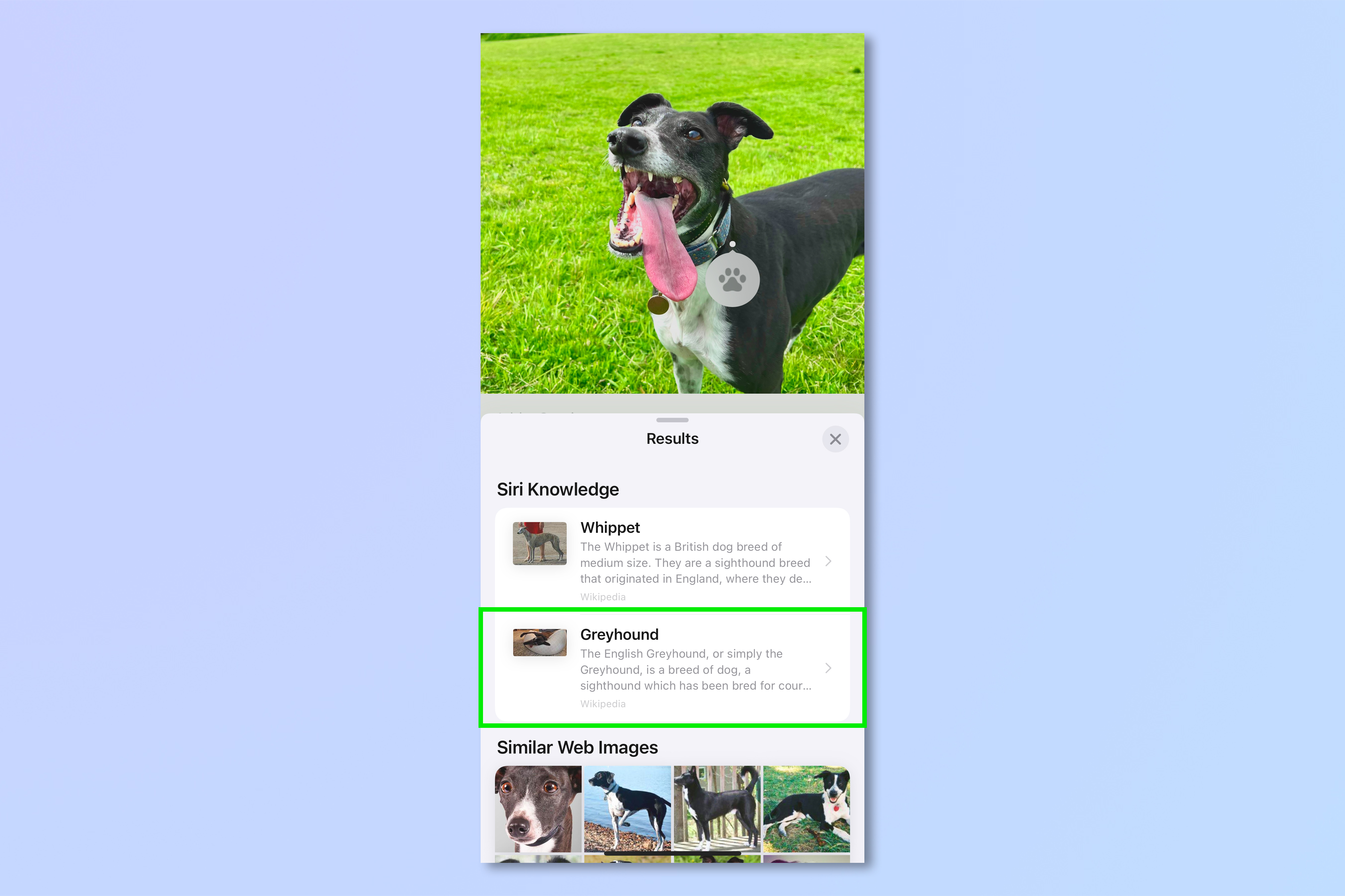 A screenshot showing the steps required to look up any dog ​​on iPhone