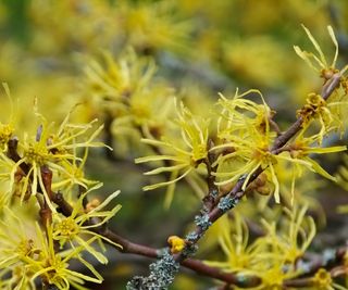 American witch hazel, Hamamelis virginiana, with yellow blooms in winter