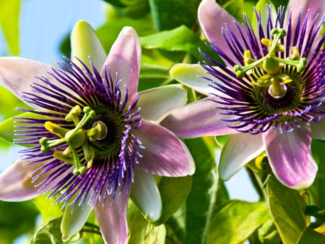 Purple Passion Flower Vines