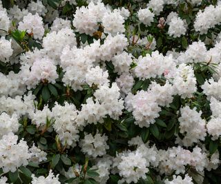 rhododendron bush showing white flowers