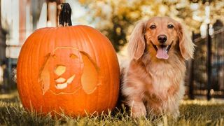 full moon dog on a pumpkin