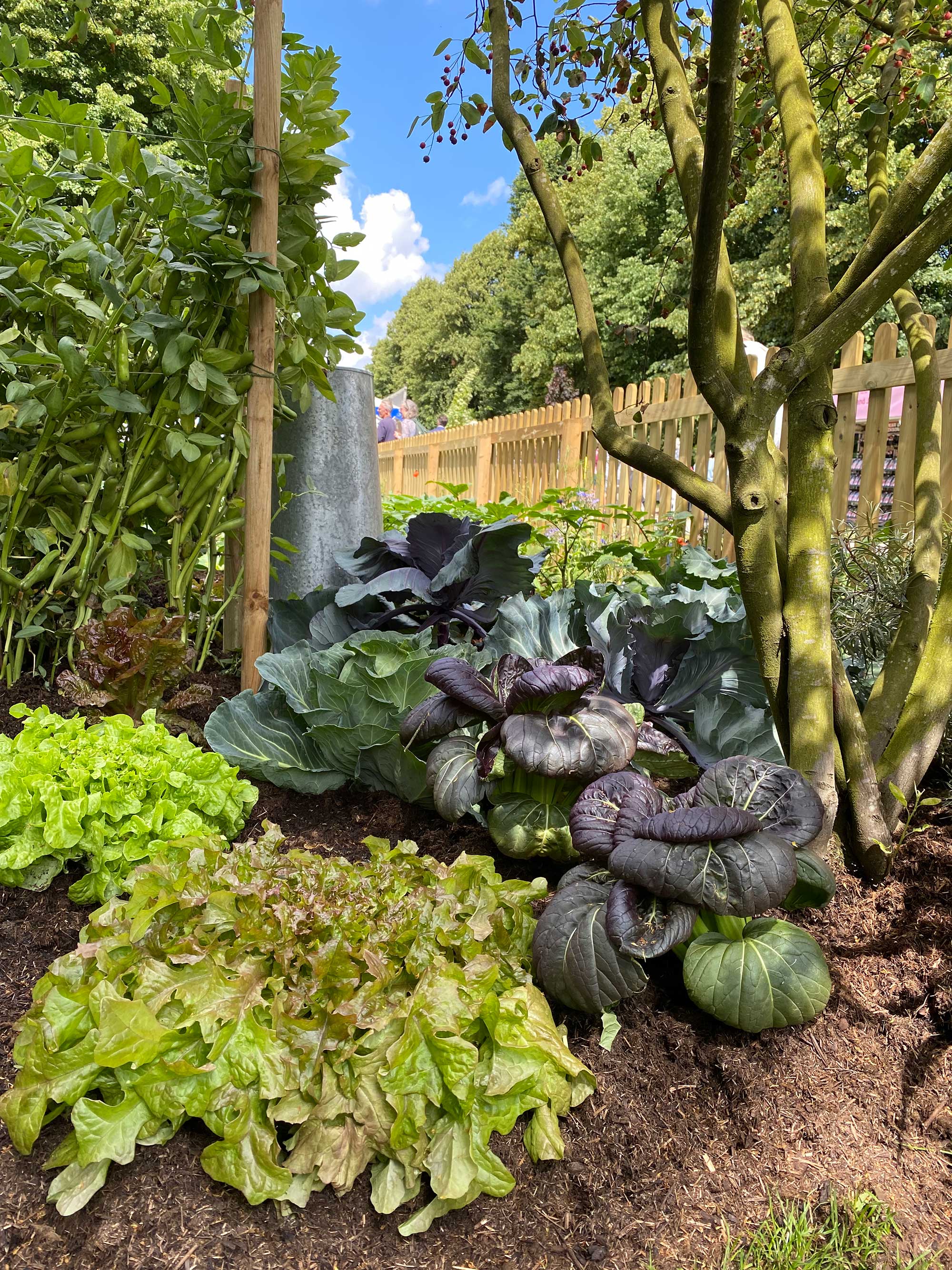 pak choi at RHS No Dig Allotment designed by Charles Dowding and Stephanie Hafferty at Hampton Court Garden Festival 2021