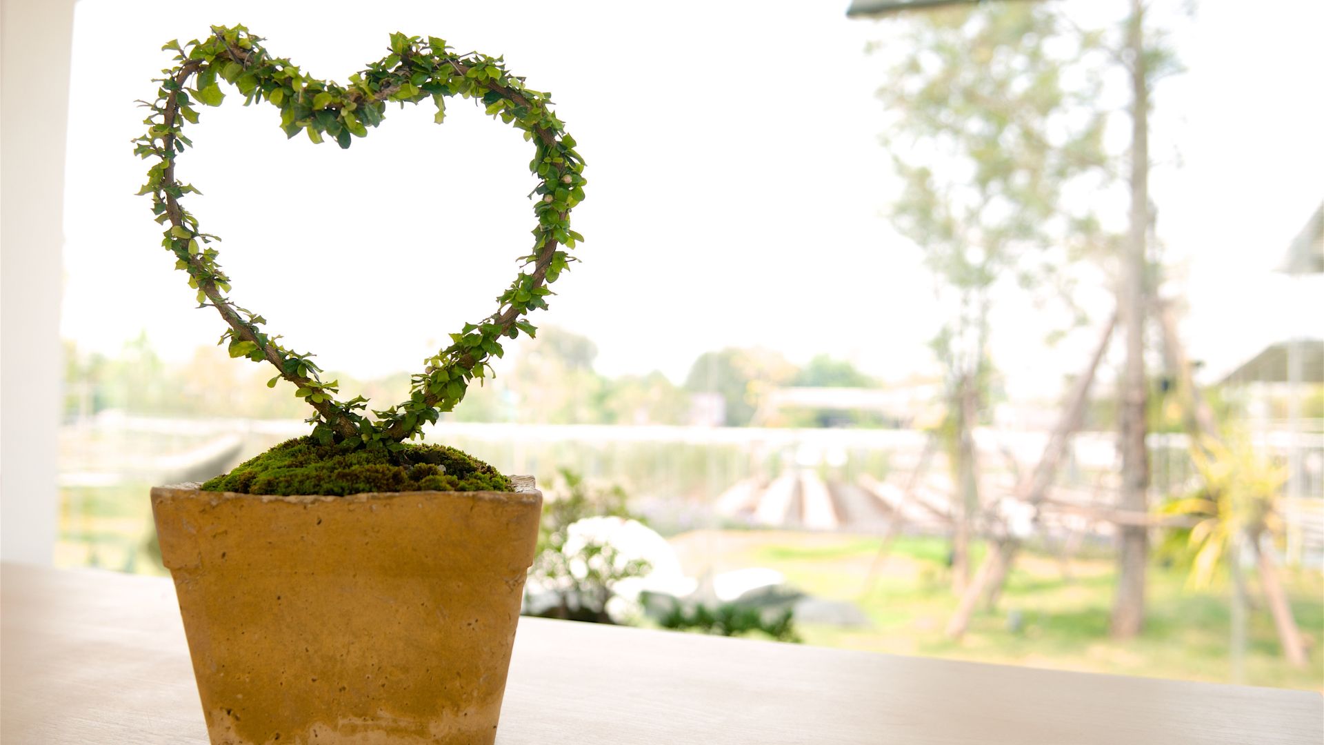 A bonsai plant shaped into a love heart