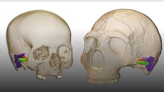 Digital graphic of Neanderthal and modern human cranium and ear.