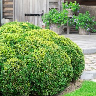 boxwood tree hedge hedge in a garden - Nancy Pauwels - GettyImages-831419564