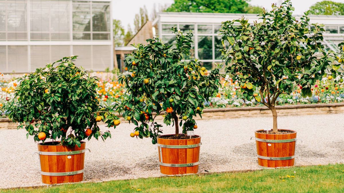 These 5 Trees Grow Beautifully in Containers, and September Is the Perfect Time to Plant Them