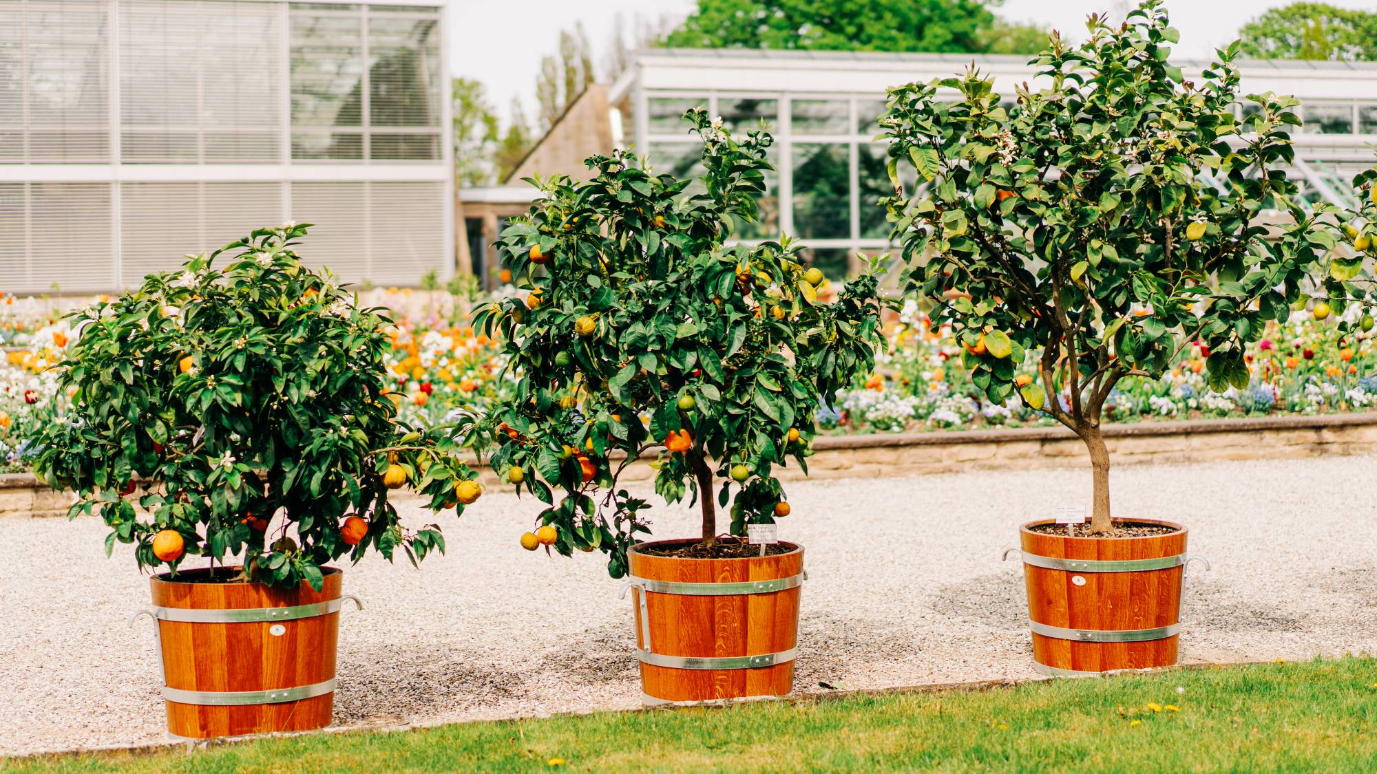 Three potted lemon trees