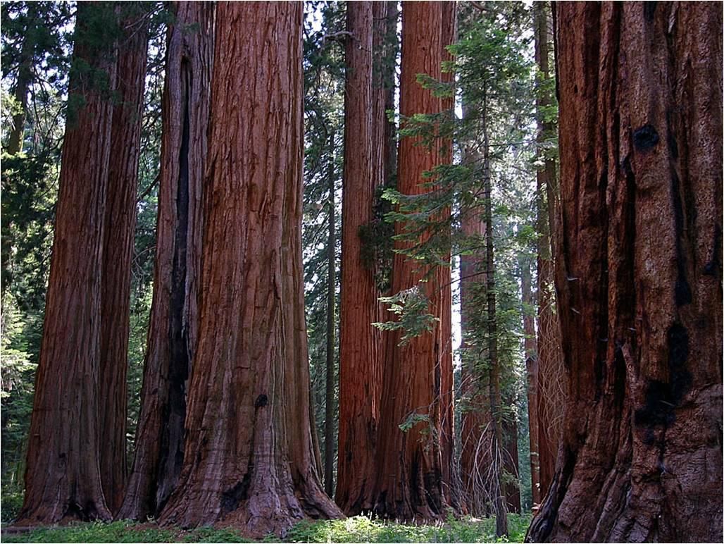 giant sequoias