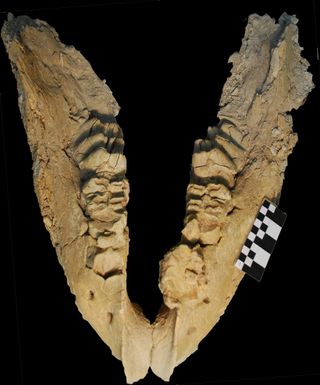 Gomphothere jaw