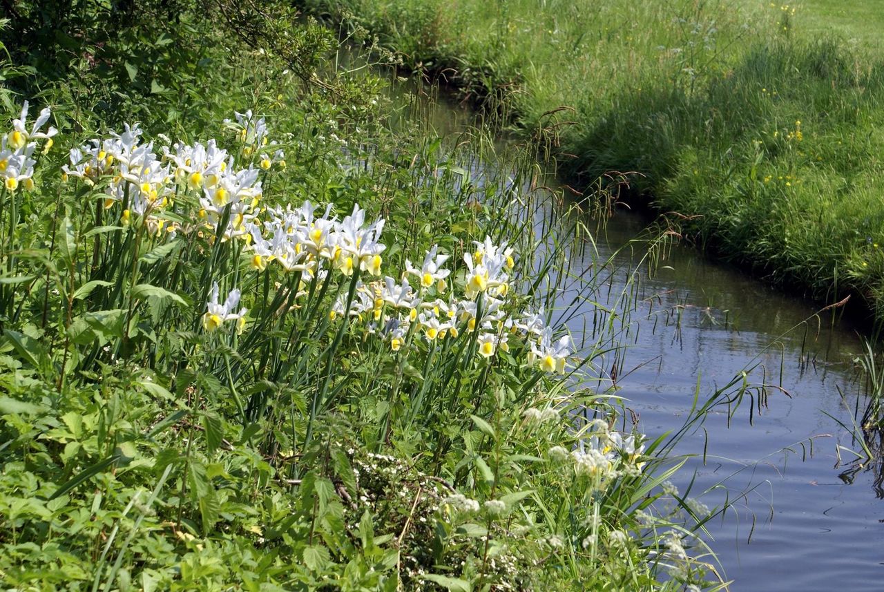 riverbank plants