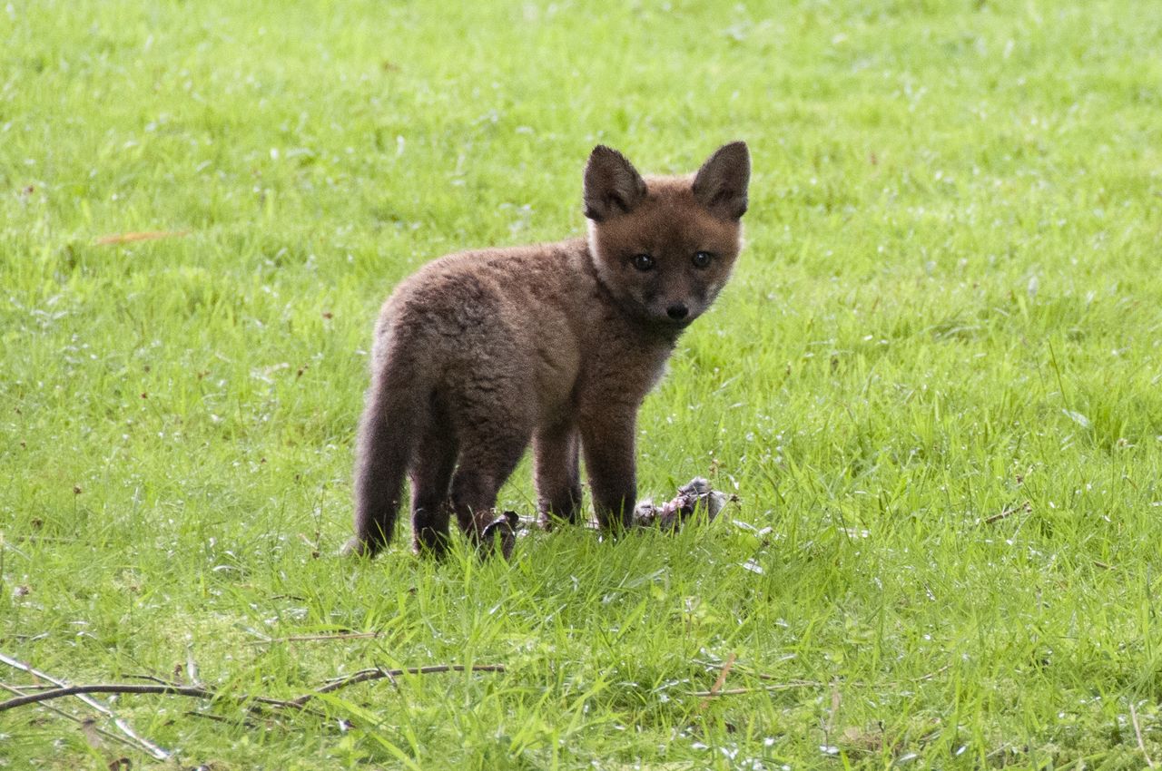 Fox cub with a dead rabbit