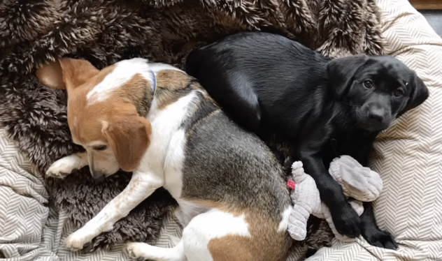 Prince Harry and Meghan Markle's dogs, Guy and Pula, on a bed