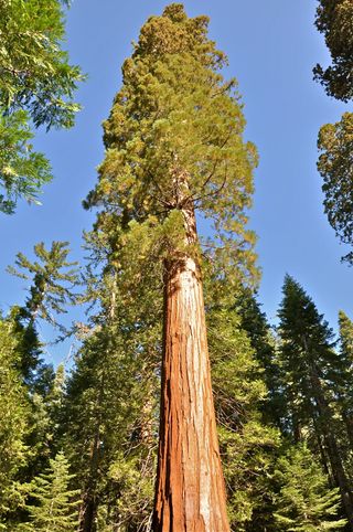 tallest trees on earth