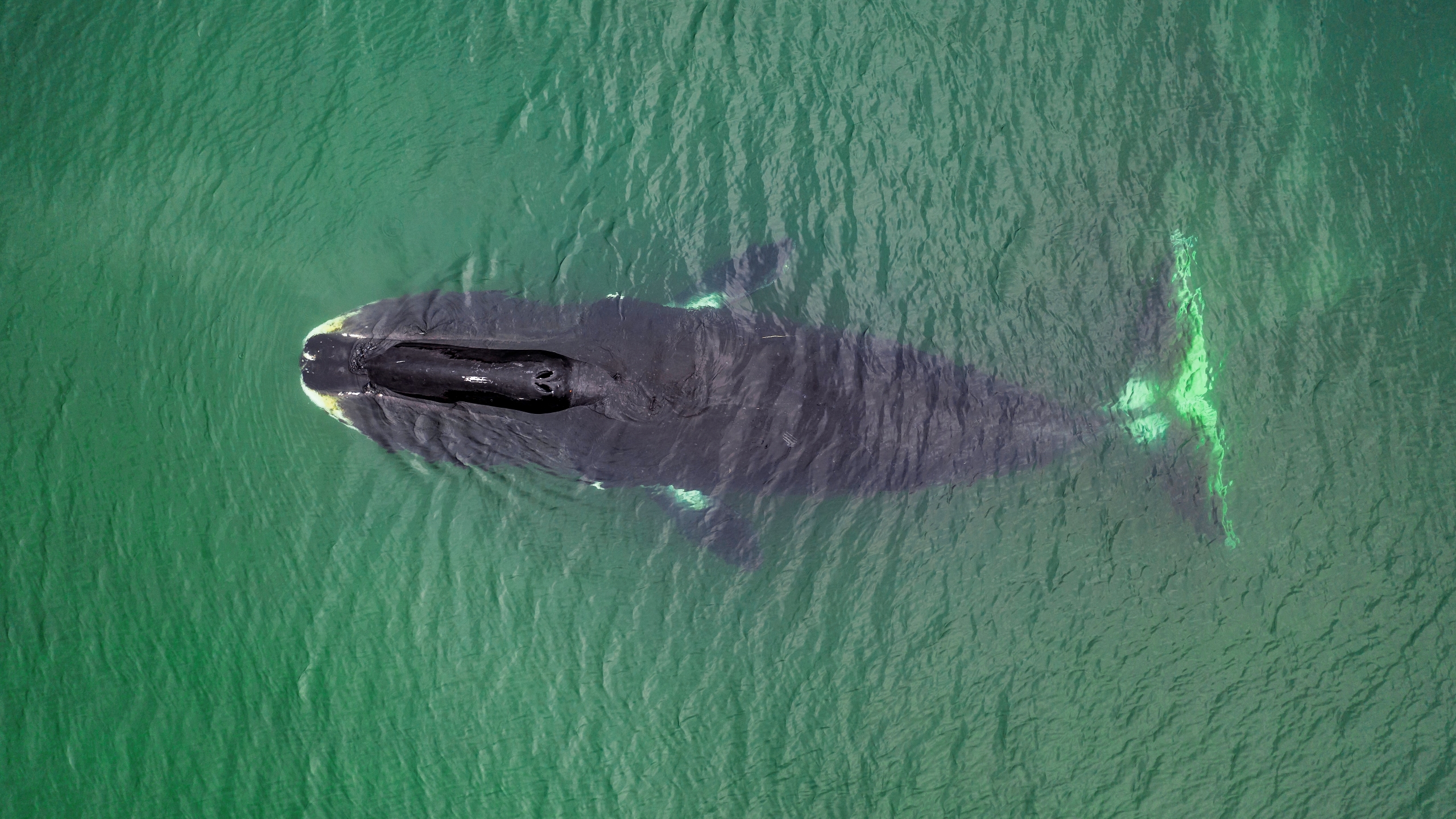 Aerial photo of a bowhead whale in shallow water in the Sea of Okhotsk in Russia.