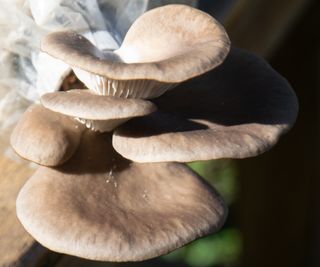 Oyster mushrooms growing in a bag