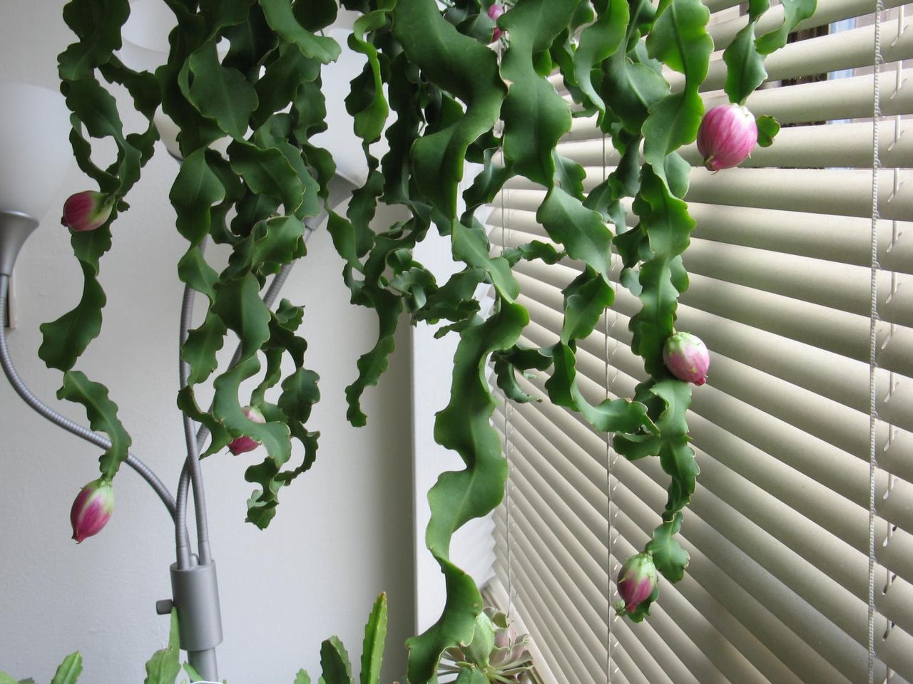 Indoor Curly Locks Cactus Plant