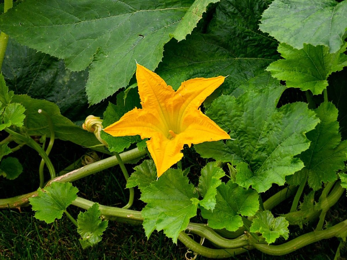 Causes And Solutions For Splitting Stems In Squash Gardening Know How
